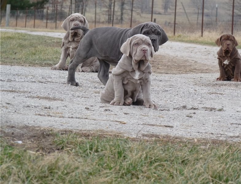 Adorable Neapolitan Mastiff puppies for adoption into new homes Image eClassifieds4u