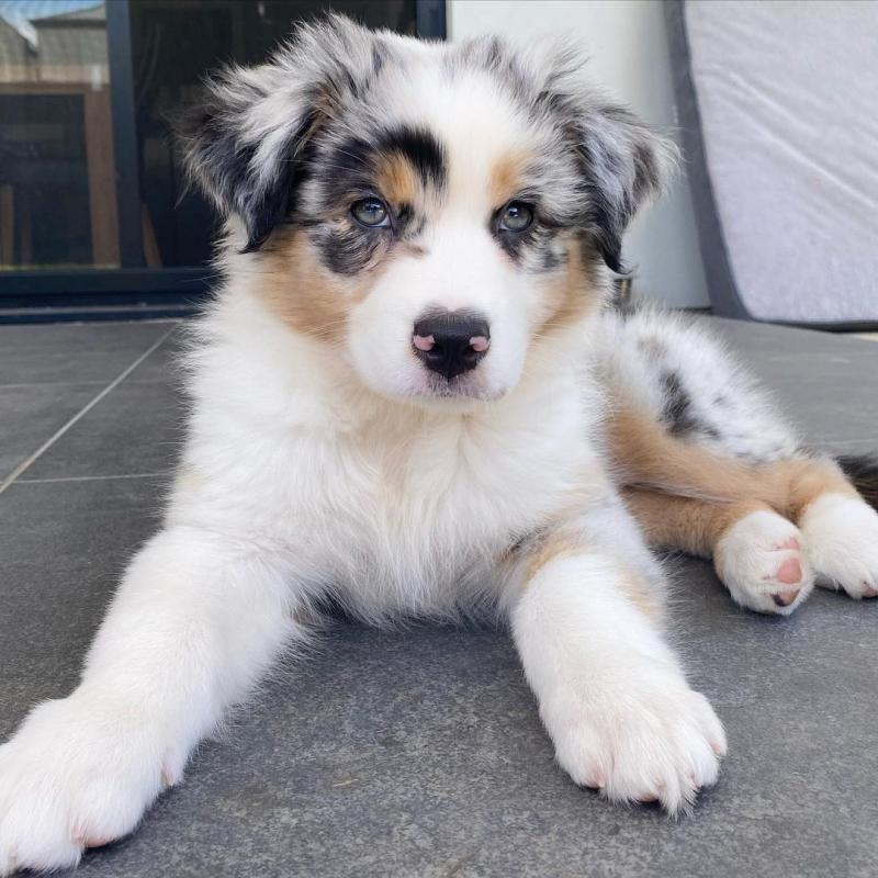 Australian Shepherd Puppies for sale williamharvey448@gmail.com Image eClassifieds4u