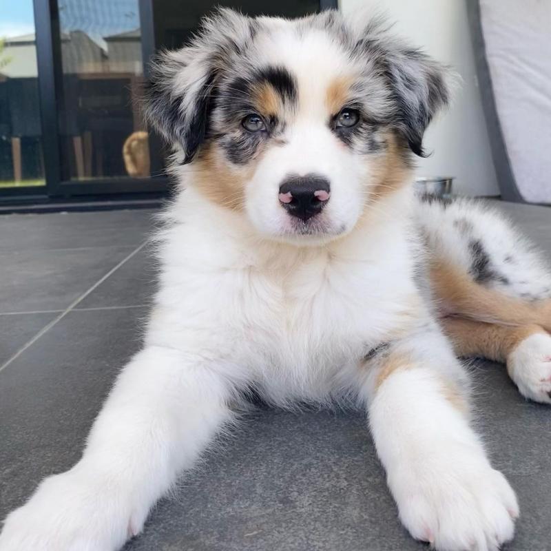 Australian Shepherd Puppies for sale williamharvey448@gmail.com Image eClassifieds4u