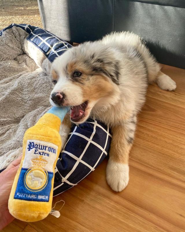 Australian Shepherd Puppies ready for sale williamharvey448@gmail.com Image eClassifieds4u