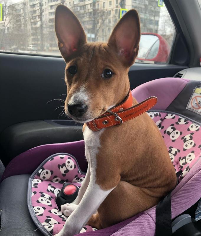 Basenji Puppies For sale williamharvey448@gmail.com Image eClassifieds4u