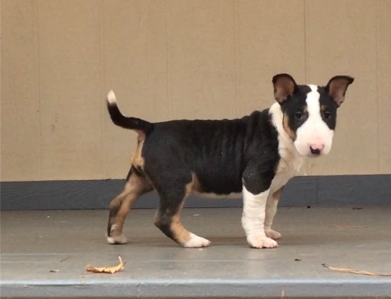 Bull Terrier Puppies ready for sale williamharvey448@gmail.com Image eClassifieds4u