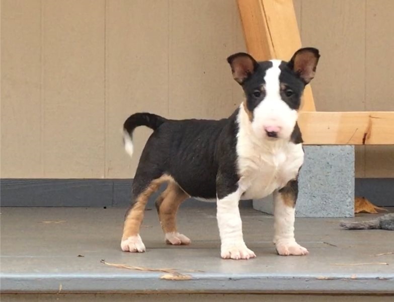 Bull Terrier Puppies ready for sale williamharvey448@gmail.com Image eClassifieds4u