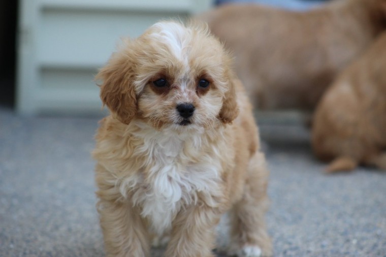 Cavapoo puppies for sale, williamharvey448@gmail.com Image eClassifieds4u