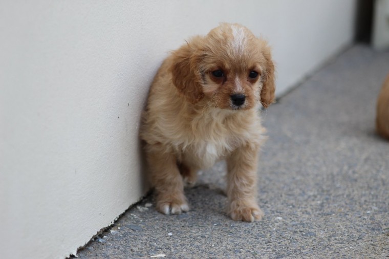 Cavapoo puppies for sale, williamharvey448@gmail.com Image eClassifieds4u