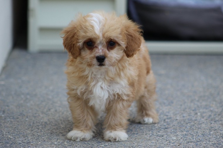 Cavapoo puppies for sale, williamharvey448@gmail.com Image eClassifieds4u