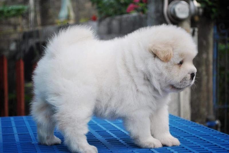 Chow Chow puppies For Sale williamharvey448@gmail.com Image eClassifieds4u