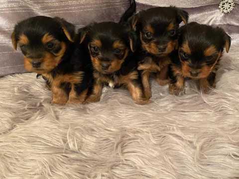 Cute yorkie Puppies Available Now For free Adoption Image eClassifieds4u