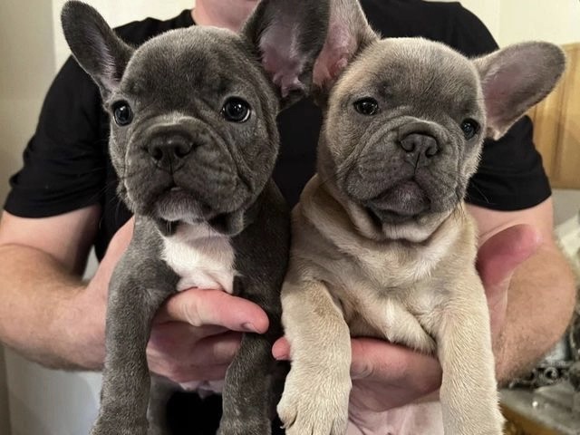 French bulldog puppies for adoption Image eClassifieds4u