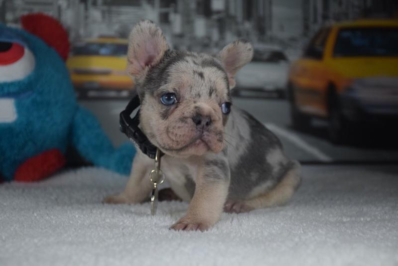 French Bulldog puppies for sale . williamharvey448@gmail.com Image eClassifieds4u