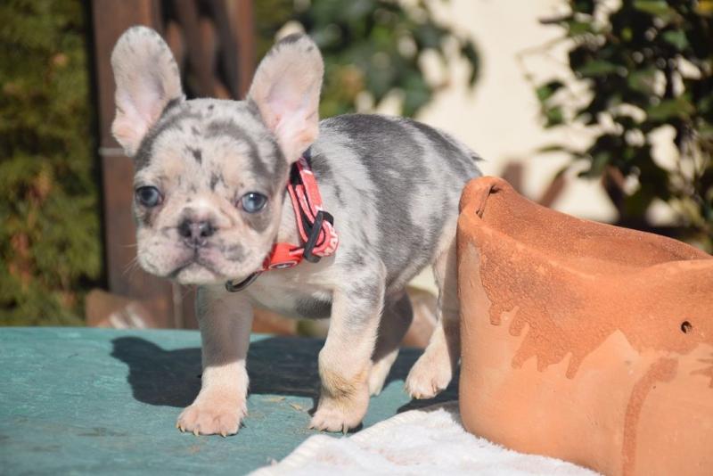 French Bulldog puppies for sale . williamharvey448@gmail.com Image eClassifieds4u