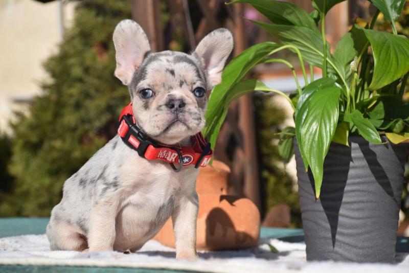 French Bulldog Puppies ready for sale email williamharvey448@gmail.com Image eClassifieds4u