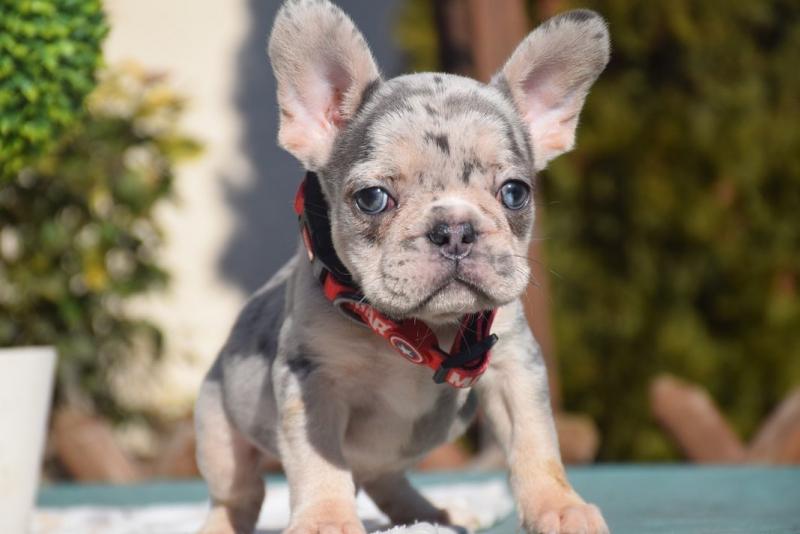 French Bulldog Puppies ready for sale email williamharvey448@gmail.com Image eClassifieds4u
