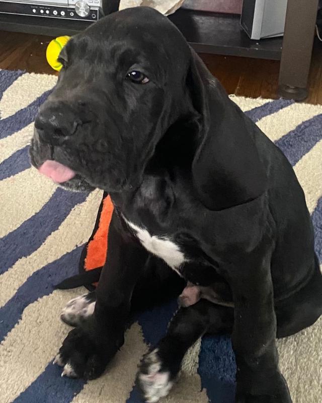 Great Dane Puppies FOR SALE williamharvey448@gmail.com Image eClassifieds4u