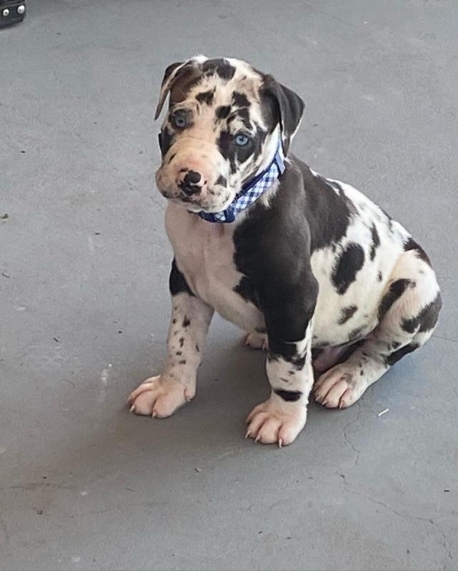 Home Raised Great Dane puppies for sale. williamharvey448@gmail.com Image eClassifieds4u