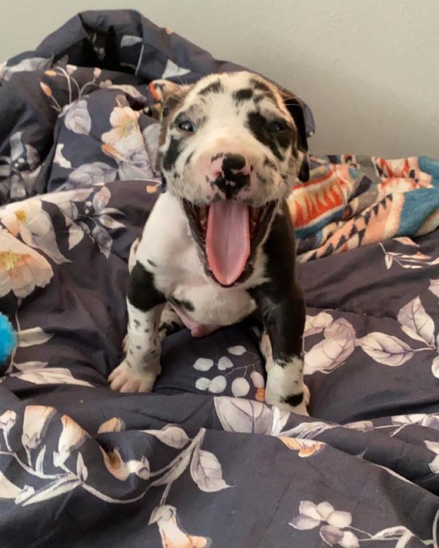 Home Raised Great Dane puppies for sale. williamharvey448@gmail.com Image eClassifieds4u