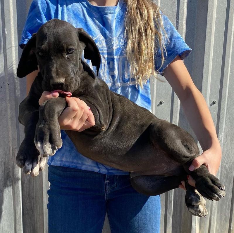Home Raised Great Dane puppies for sale. williamharvey448@gmail.com Image eClassifieds4u