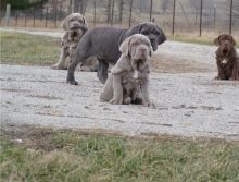 Adorable Neapolitan Mastiff puppies for adoption into new homes Image eClassifieds4U