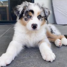 Australian Shepherd Puppies for sale williamharvey448@gmail.com Image eClassifieds4u 1