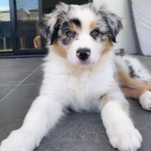 Australian Shepherd Puppies for sale williamharvey448@gmail.com Image eClassifieds4u 2