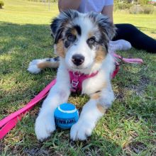 Australian Shepherd Puppies for sale williamharvey448@gmail.com Image eClassifieds4u 3