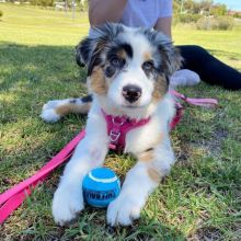 Australian Shepherd Puppies for sale williamharvey448@gmail.com Image eClassifieds4u 4