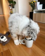 Australian Shepherd Puppies ready for sale williamharvey448@gmail.com Image eClassifieds4u 1