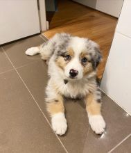 Australian Shepherd Puppies ready for sale williamharvey448@gmail.com Image eClassifieds4u 2