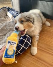 Australian Shepherd Puppies ready for sale williamharvey448@gmail.com Image eClassifieds4u 3