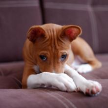 Basenji Puppies For sale williamharvey448@gmail.com Image eClassifieds4u 2