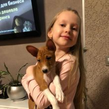 Basenji Puppies For sale williamharvey448@gmail.com Image eClassifieds4u 3