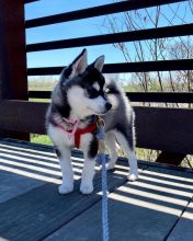 Beautiful Alaskan Klee Kai puppies Available Image eClassifieds4u 2
