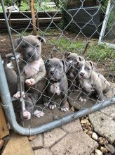 Blue nose American Pitbull terrier pups Available Image eClassifieds4U