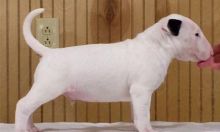 Bull Terrier Puppies ready for sale williamharvey448@gmail.com Image eClassifieds4u 2