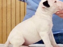 Bull Terrier Puppies ready for sale williamharvey448@gmail.com Image eClassifieds4u 3