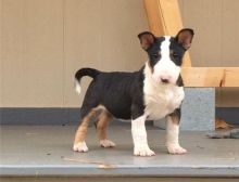 Bull Terrier Puppies ready for sale williamharvey448@gmail.com Image eClassifieds4u 4