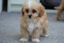 Cavapoo puppies for sale, williamharvey448@gmail.com Image eClassifieds4u 2