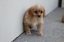 Cavapoo puppies for sale, williamharvey448@gmail.com Image eClassifieds4u 3