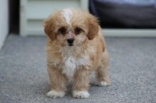 Cavapoo puppies for sale, williamharvey448@gmail.com Image eClassifieds4u 4
