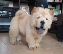 Chow Chow puppies For Sale williamharvey448@gmail.com Image eClassifieds4u 2