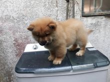 Chow Chow puppies For Sale williamharvey448@gmail.com Image eClassifieds4u 3