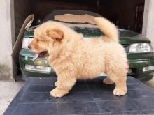Chow Chow puppies For Sale williamharvey448@gmail.com Image eClassifieds4u 4