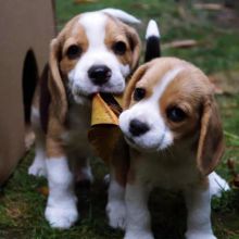Cute Male and Female Beagle Puppies Available.( williamharvey448@gmail.com ) Image eClassifieds4u 2