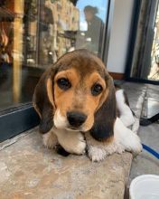 Cute Male and Female Beagle Puppies Available.( williamharvey448@gmail.com ) Image eClassifieds4u 3