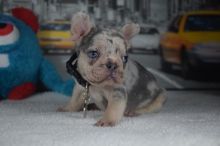 French Bulldog puppies for sale . williamharvey448@gmail.com Image eClassifieds4u 1