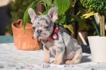 French Bulldog Puppies ready for sale email williamharvey448@gmail.com Image eClassifieds4u 4