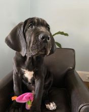 Great Dane Puppies FOR SALE williamharvey448@gmail.com Image eClassifieds4u 1