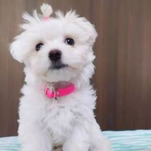 Lovely Maltese Puppies ready to go email williamharvey448@gmail.com Image eClassifieds4u 4