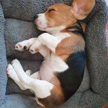 Male and female Beagle puppies for pet lovers.williamharvey448@gmail.com Image eClassifieds4u 3