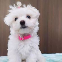 Male and Female Maltese puppies. williamharvey448@gmail.com Image eClassifieds4u 3